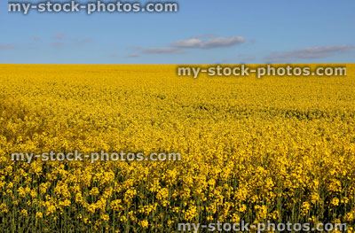 Stock image of oilseed rapeseed field of yellow flowers in spring