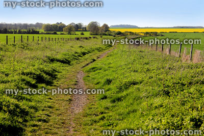 Stock image of green grain fields and oilseed rapeseed, yellow flowers in spring 