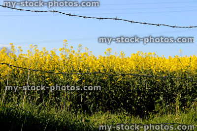 Stock image of rapeseed field of yellow flowers and barbed wire