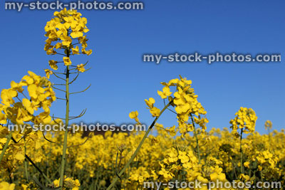 Stock image of oilseed rapeseed field of yellow flowers in spring