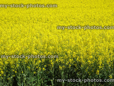 Stock image of yellow rape seed oil, oilseed canola flowers (brassica-napus)