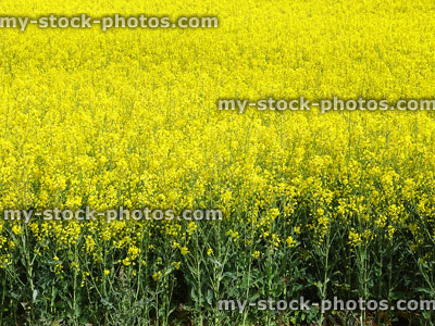 Stock image of yellow rape seed oil flowers in arable-farm field