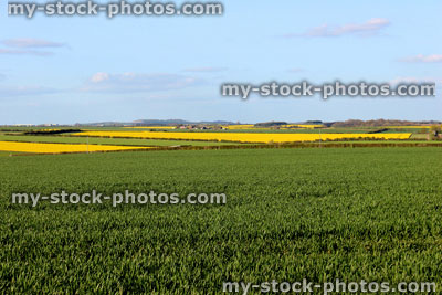 Stock image of green grain fields and oilseed rapeseed, yellow flowers in spring