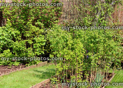 Stock image of raspberry canes growing in fruit / vegetable garden allotment
