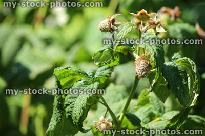 Stock image of young green raspberries, raspberry fruit beginning to set, vegetable garden