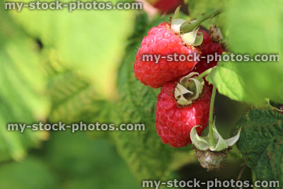 Stock image of raspberries ripening on raspberry canes / plants, fruit cage / vegetable garden