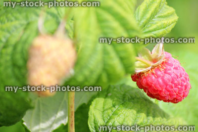 Stock image of raspberries ripening on raspberry canes / plants, fruit cage / vegetable garden