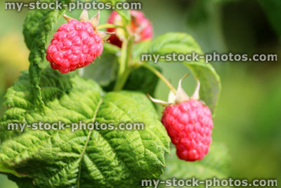 Stock image of raspberries ripening on raspberry plants / canes, fruit cage / vegetable garden