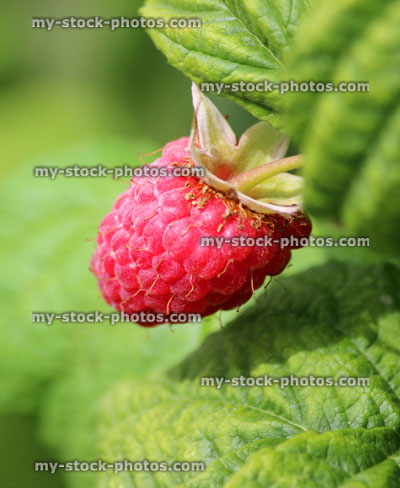 Stock image of raspberries ripening on raspberry plants / canes, fruit cage / vegetable garden