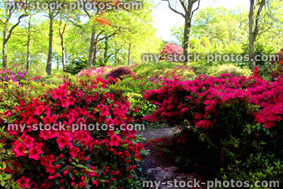 Stock image of red flowers on azalea bushes in landscaped garden