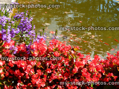 Stock image of flowering red begonias, annual begonia flowers, garden goldfish pond