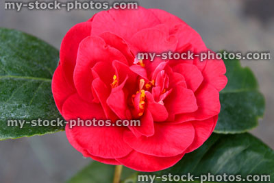 Stock image of red camellia flower, flowering camellias in early spring