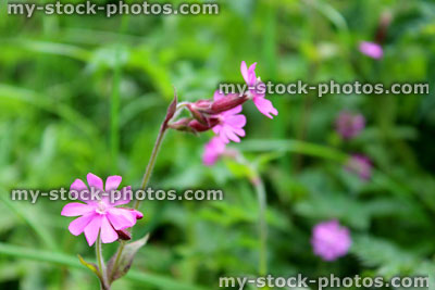 Stock image of pink flowers on wild red campion plant (Silene dioica)