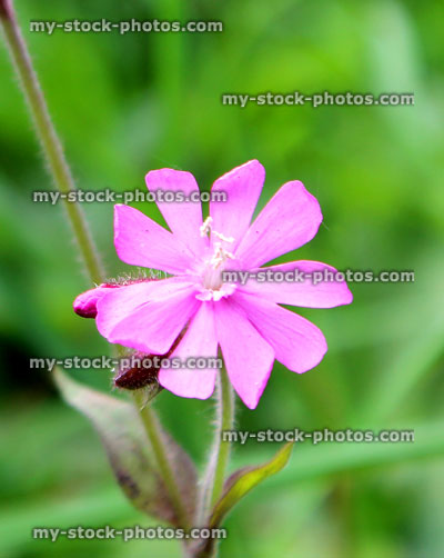 Stock image of pink flowers on wild red campion plant (Silene dioica)