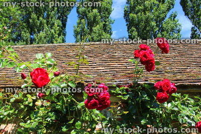 Stock image of red climbing roses in flower, climber rose growing up wall