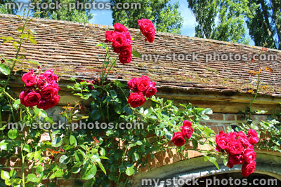 Stock image of red climbing roses in flower, climber rose growing up wall