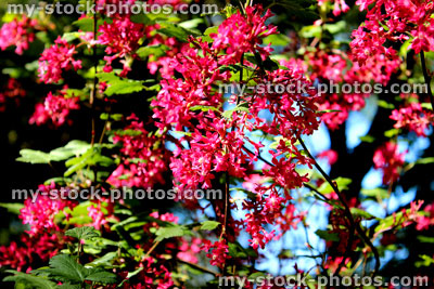 Stock image of flowering redcurrant (ribes rubrum) in garden