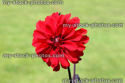 Stock image of bright red dahlia flower in garden, by lawn