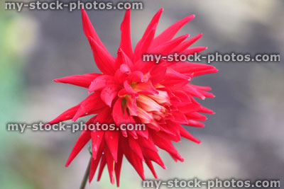 Stock image of spiky red dahlia flower (flowering cactus dahlia), garden