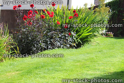 Stock image of bright red dahlia flowers in garden, herbaceous border