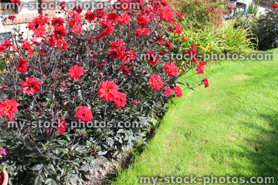 Stock image of bright red dahlia flowers in garden, herbaceous border