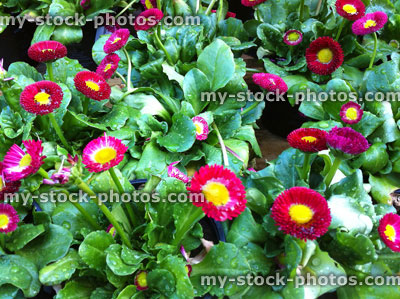 Stock image of red daisies (Bellis Bellisssima) flowers (close up)