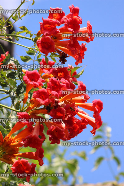 Stock image of climbing Campsis Radicans Flamenco plant with red flowers, trumpet vine