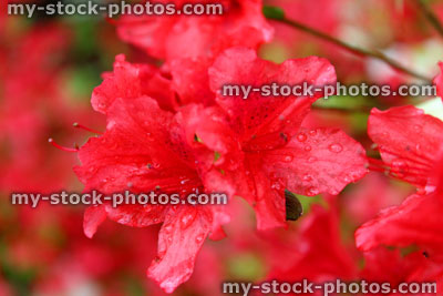Stock image of red azalea flowers (rhododendron) in garden (close up)