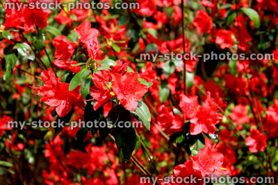 Stock image of red azaleas flowers (rhododendron) in garden 