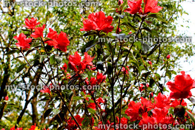 Stock image of red azaleas flowers (rhododendron) in garden 