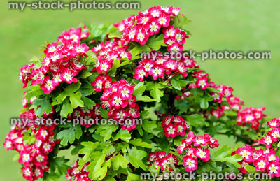 Stock image of pink / red hawthorn flowers in spring (Crataegus mollis)