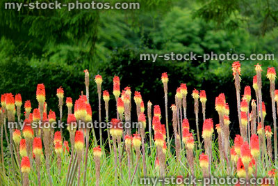 Stock image of red hot pokers / Kniphofia flowers, ornamental garden border