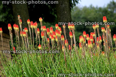 Stock image of red hot pokers / Kniphofia flowers, ornamental garden border