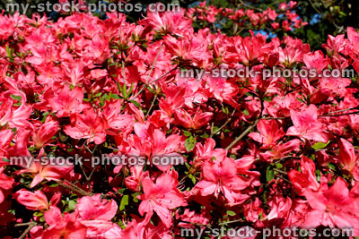 Stock image of red azaleas flowers (flowering rhododendron) in garden