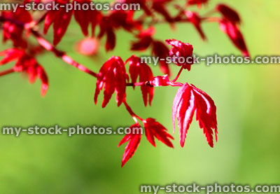 Stock image of red leaves of Japanese maple bonsai tree (close up)