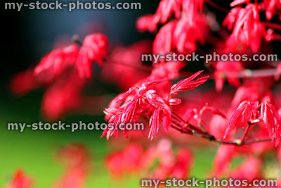 Stock image of red leaves of Japanese maple bonsai tree (close up)