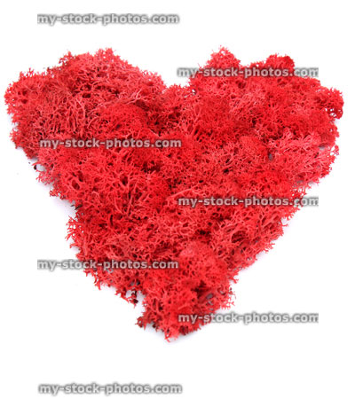 Stock image of red heart shape made from fluffy red reindeer moss