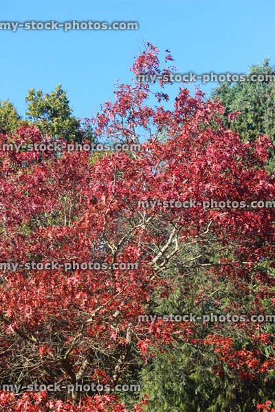Stock image of American red oak tree, fall / autumn leaves (Quercus rubra)