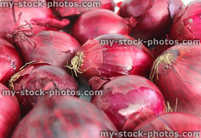 Stock image of dried purple / red onions, onion group, white background