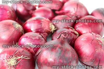 Stock image of dried purple / red onions against white background, fresh vegetables