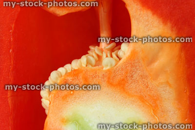 Stock image of red pepper cross section / capsicum, seeds, flesh, placenta, pericarp wall