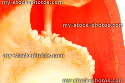 Stock image of red pepper / capsicum half, cross section, locules, placenta, seeds