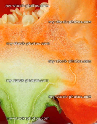Stock image of red pepper / capsicum, cross section, locules, placenta, seeds, stalk