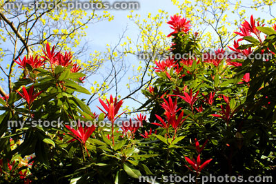 Stock image of bright red leaves of Pieris japonica (Japanese andromeda) in spring
