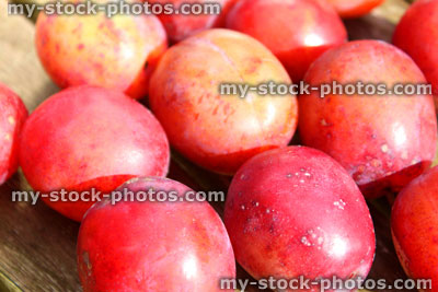 Stock image of purple / red Victoria plums, ripe plums, organic, freshly picked