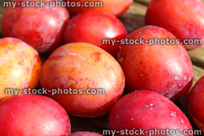 Stock image of purple / red Victoria plums, ripe plums, organic, freshly picked