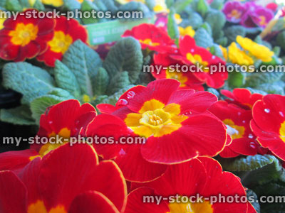 Stock image of yellow and red flowering primroses (primulas), spring flowers