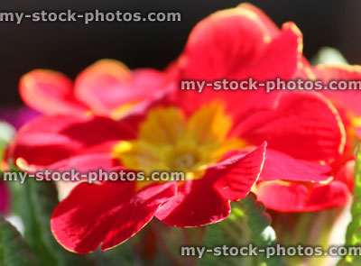 Stock image of red and yellow primroses, close up of flower petals