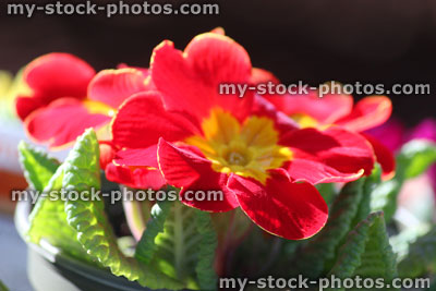Stock image of flowering red and yellow primroses, close up of flower