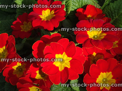 Stock image of yellow / red primroses, annual winter / spring bedding plants